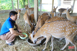 Cựu Bí thư Đảng uỷ xã và hành trình “ăn nên làm ra” từ nghề nuôi hươu