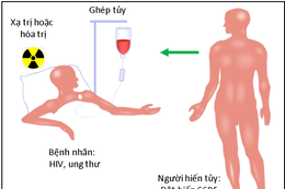 Chữa hết HIV nhờ người đột biến gen