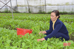 Vườn mẫu xã vùng biển Hà Tĩnh “hái lộc” đầu năm