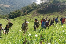 Lào phát hiện các rẫy thuốc phiện có diện tích cực lớn trên địa bàn 8 tỉnh