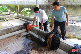 Người đàn ông ở Hà Tĩnh làm nên cơ nghiệp nhờ thuần hoá lươn đồng