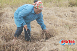 Đạo ôn cổ bông “ăn trắng” hàng ngàn ha lúa xuân Hà Tĩnh