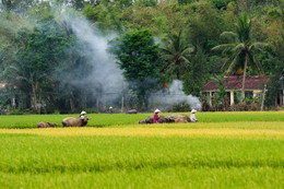 Chiều quê và nỗi nhớ