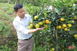 Cam chanh, cam bù trĩu quả, người dân vui như hội