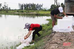 Thạch Hà thả nuôi hơn 75 vạn tôm càng xanh