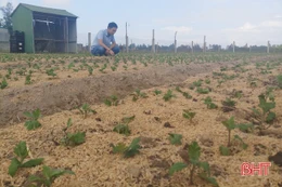 Người dân Hà Tĩnh rộn ràng xuống giống hoa tết