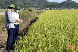 Giám sát chặt chẽ việc đưa máy gặt ngoài địa bàn vào thu hoạch lúa hè thu