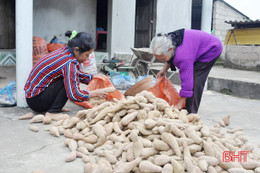 Khoai lang Kỳ Anh “ngon, bổ, rẻ” vẫn khó tiêu thụ!