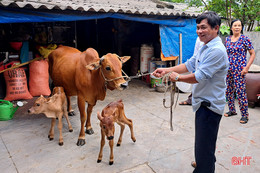 Bò sinh đôi hiếm gặp ở Nghi Xuân