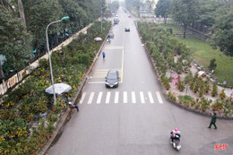 Hà Tĩnh: Đào, quất vắng người mua, tiểu thương như “ngồi trên lửa”