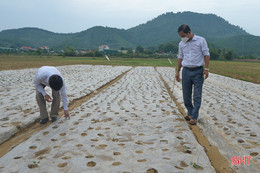 Vụ đông ở Hà Tĩnh: Ngăn giống giả, giống kém trà trộn vào thị trường