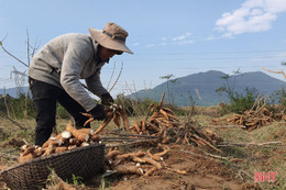 Thăng trầm cây sắn công nghiệp ở vùng thượng Kỳ Anh (bài 1): Hơn một thập kỷ liên kết sản xuất, vùng nguyên liệu sắn vẫn chưa bền vững