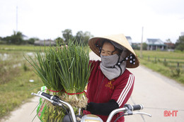 Giá hành lá tăng 3 - 4 lần, nông dân “người vui, kẻ tiếc”