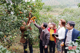 Cam bù Hương Sơn đạt tiêu chuẩn VietGap