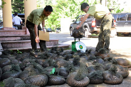 Thủ tướng chỉ thị đấu tranh với hành vi xâm hại động vật hoang dã