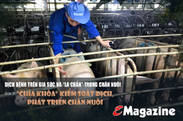 Dịch bệnh trên gia súc và “lá chắn” trong chăn nuôi (bài 3): “Chìa khóa” kiểm soát dịch, phát triển chăn nuôi