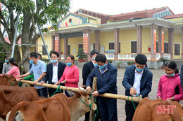 Trao 140 con lợn và bê giống cho người dân vùng lũ Thạch Hà