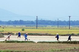 Hàng trăm héc-ta cây trồng phải chuyển đổi cơ cấu do thiếu nước sản xuất!