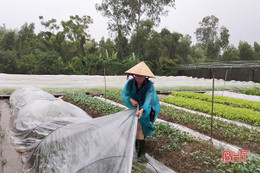 Nông dân Can Lộc phủ ni lông, khơi thông dòng chảy bảo vệ hoa màu trước bão số 8