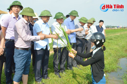 Bí thư Tỉnh ủy xuống đồng kiểm tra sâu bệnh lúa vụ xuân