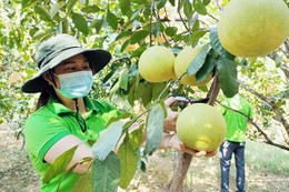 Hội Nông dân Hà Tĩnh kết nối tiêu thụ gần 86 tấn bưởi Phúc Trạch