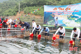 Vũ Quang nuôi thí điểm hơn 13.600 con cá giống trong lòng hồ Ngàn Trươi