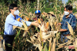 Ngô đông xuân được giá, nông dân Nghi Xuân phấn khởi