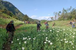 Lào phá hàng trăm rẫy trồng hoa anh túc