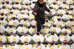 Xem phiên đấu giá đầu năm mới tại chợ cá lớn nhất thế giới ở Tokyo