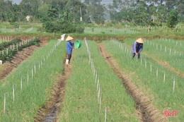 Nông dân Hà Tĩnh nhanh tay khôi phục sản xuất vụ đông