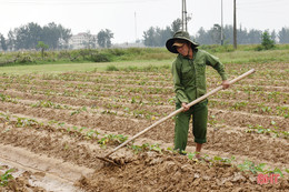 Lộc Hà linh hoạt sản xuất vụ đông né tránh thiên tai