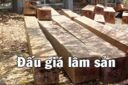 Đấu giá 8 lô lâm sản và phương tiện bị tịch thu