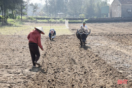 Nông dân Lộc Hà gấp rút gieo trỉa 966 ha lạc xuân