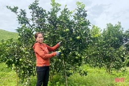 Kiên trì khởi nghiệp, vợ chồng ở vùng đồi Vũ Quang hái quả ngọt