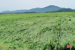 Hơn 1.400 ha lúa xuân đổ ngã do mưa dông, gió giật