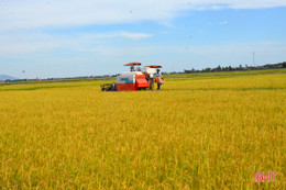 "Máy về tận ruộng, thương lái mua thóc tươi, nông dân chúng tôi phấn khởi lắm"