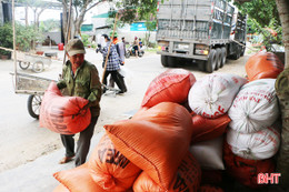 Lúa nếp Hà Tĩnh: “Có bao nhiêu, mua bấy nhiêu”