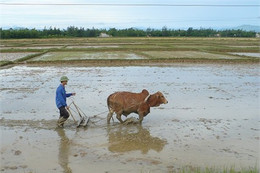 Giải bài toán về nguồn giống sản xuất vụ đông xuân