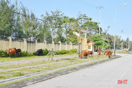 Quan ngại với tình trạng trâu bò thả rông ở Lộc Hà