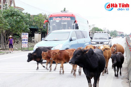 Sau đợt cao điểm, trâu bò vẫn “tung tăng” trên quốc lộ!