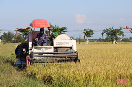 Nông dân vựa lúa lớn nhất Hà Tĩnh nhanh tay thu hoạch vụ hè thu