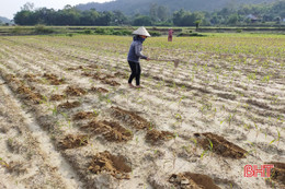 Nông dân Vũ Quang đón nắng ấm, tập trung phủ xanh 450 ha ngô vụ đông