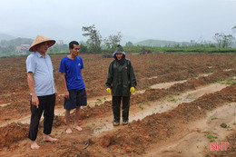 Người trồng chè Kỳ Anh “chờ trời” để xuống giống vụ mới