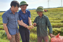 Gieo đúng lịch, cơ giới hóa trong sản xuất, huyện Kỳ Anh “về đích” thu hoạch lúa hè thu