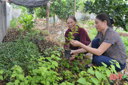 Vườn đẹp, xóm vui nhờ bàn tay phụ nữ