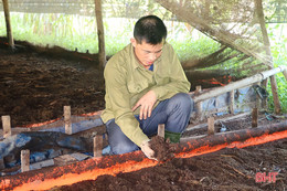 Triển vọng từ mô hình nuôi giun quế ở Vũ Quang