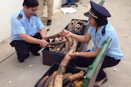 Bắt giữ 308 kg ngà voi tại sân bay Nội Bài