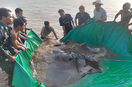 Ngư dân Campuchia bắt được cá đuối khổng lồ nặng 300 kg trên sông Mekong