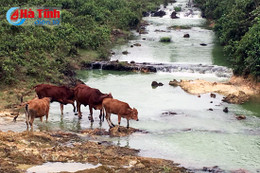 Hồ Vực Trống ô nhiễm nặng, hàng ngàn hộ dân thiếu nước dùng!