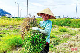 Lạc xuân được mùa toàn diện, nông dân Hà Tĩnh thêm vui